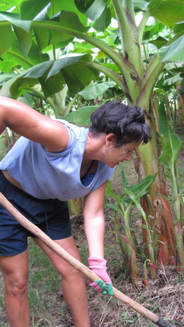 Weeding under the banana tree