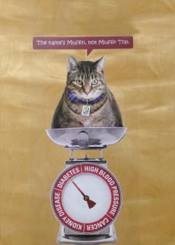 Overweight Cats Img Overweight Cats Img